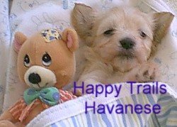 Pastel Colored Havanese Photo 1