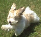 Parti color havanese