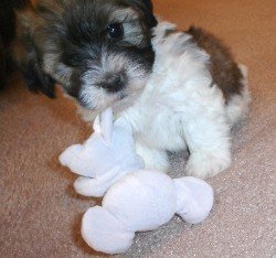 Parti color havanese puppie