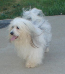 Silver parti color adult dog