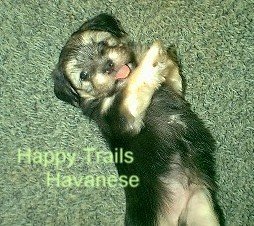 Black and tan irish pied Havanese