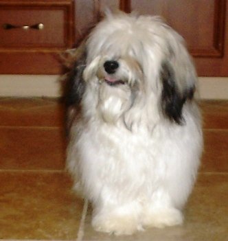 havanese dog for sale