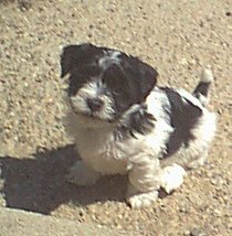 Parti color havanese