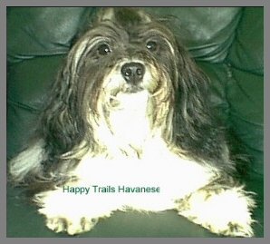 Black and tan irish pied Havanese Photo 2