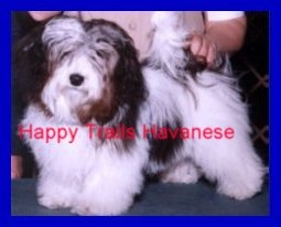 Parti Color Havanese