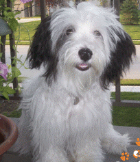 Pied Bald Havanese