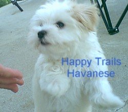 Pastel Colored Havanese Photo - 3