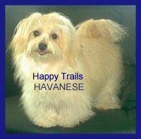 Pastel Colored Havanese Photo 2