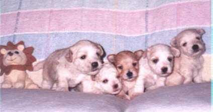 Pastel Colored Havanese Puppies Photo - 5