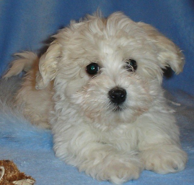 Pastel Colored Havanese Photo - 1