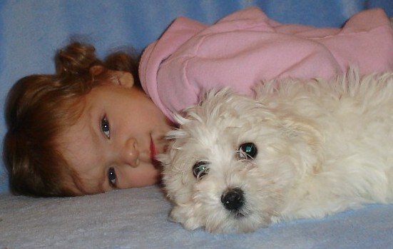 Pastel Colored Havanese Photo - 2