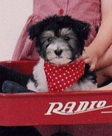 Parti color havanese