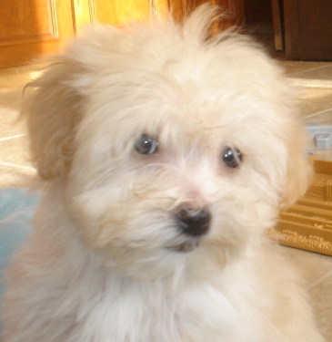 Cream Havanese puppy
