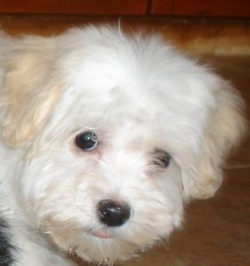 Havanese Puppies For Sale - Happy Trails Havanese