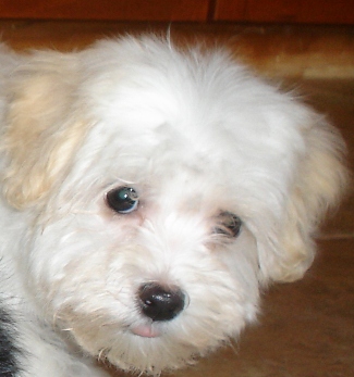 White Havanese puppy