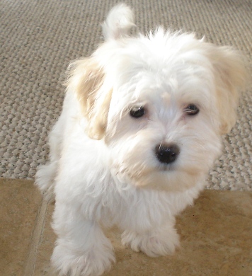 Happy Trails Havanese puppies