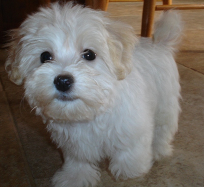 Havanese puppies for sale