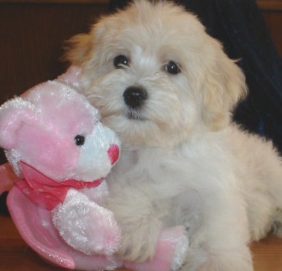 Havanese puppies