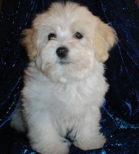 Havanese Puppies For Sale - Happy Trails Havanese