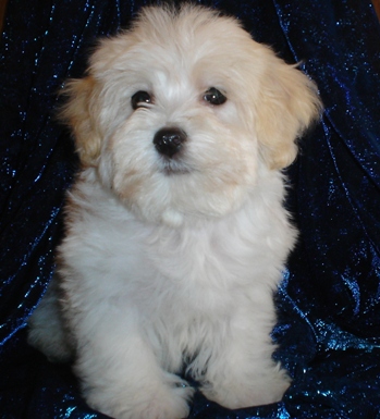 havanese puppies for sale