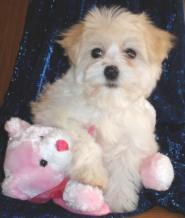 havanese puppy with cream ears