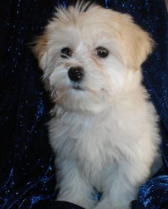 Havanese Puppies For Sale - Happy Trails Havanese