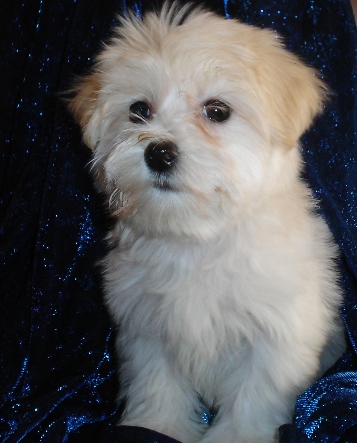 Cream Havanese puppy