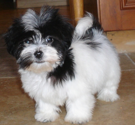 havanese puppies for sale near me