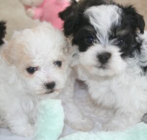 Happy havanese puppies black and white