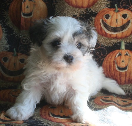 Happy havanese puppies black and white