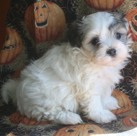 Happy havanese puppies black and white