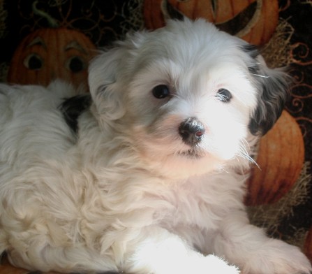 Happy havanese puppy black and white