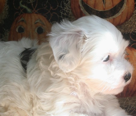 Happy havanese puppy black and white