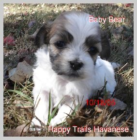 Havanese puppy sable color photo 1