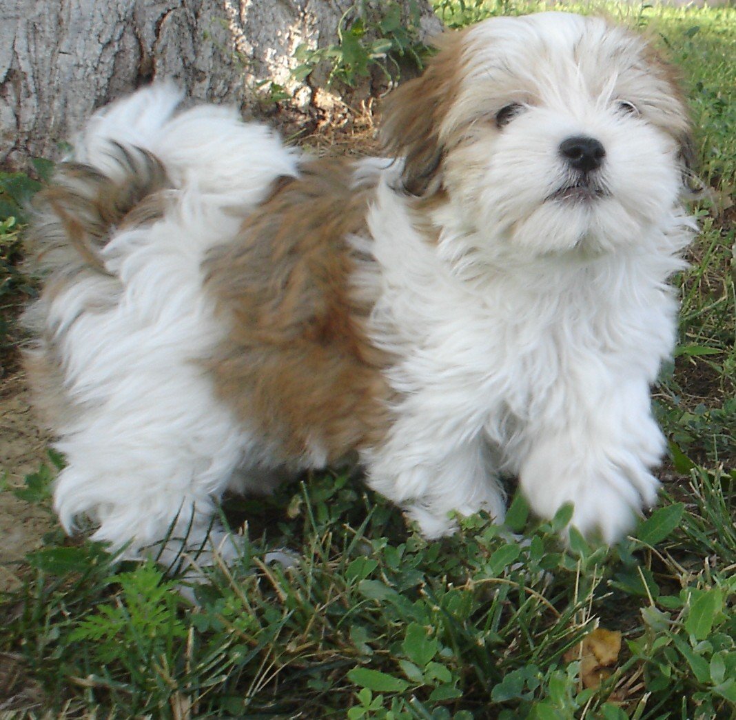Havanese red sable color photo 1