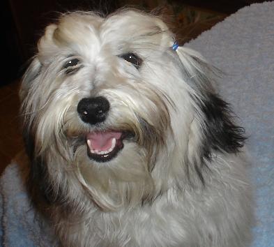 Havanese Sable White-Color