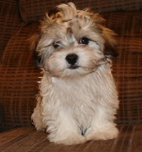 Sable Havanese Puppy - Photo 1