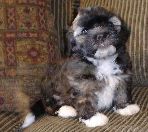 Havanese dark sable color