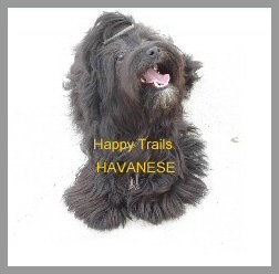 Dark Colored Havanese Photo 1